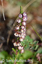 Besenheide (Calluna vulgaris) (F174904)
