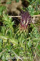 Stängellose Kratzdistel (Cirsium acaule) (F174913)