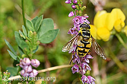 Totenkopfschwebfliege (Myathropa florea) auf grünem Blatt