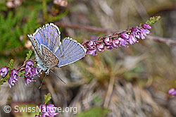 Idas-Bläuling (Plebejus idas) auf Besenheide (Calluna vulgaris) (F174984) Idas-Bläuling (Plebejus idas) auf Besenheide (Calluna vulgaris) (F174984)