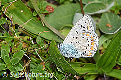 Idas-Bläuling (Plebejus idas) (F174987)
