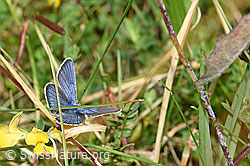 Idas-Bläuling (Plebejus idas) auf Gewöhnlichem Hornklee (Lotus corniculatus) (F174994) Idas-Bläuling (Plebejus idas) auf Gewöhnlichem Hornklee (Lotus corniculatus) (F174994)