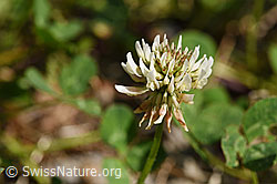 Kriechender Klee (Trifolium repens) (06.09.2020, F175453)