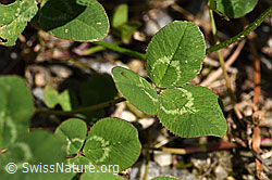 Kriechender Klee (Trifolium repens) (F175454) Kriechender Klee (Trifolium repens) (F175454)