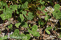 Kriechender Klee (Trifolium repens) (F175455) Kriechender Klee (Trifolium repens) (F175455)