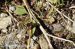 Grosse Schwebfliege (Syrphus ribesii) (F175459)