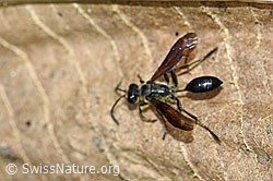 Isidontia mexicana (F175488)