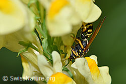Französische Feldwespe (Polistes dominula) an Gemeines Leinkraut (Linaria vulgaris) (F175495) Französische Feldwespe (Polistes dominula) an Gemeines Leinkraut (Linaria vulgaris) (F175495)