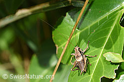 Gewöhnliche Strauchschrecke (Pholidoptera griseoaptera) (F175497) Gewöhnliche Strauchschrecke (Pholidoptera griseoaptera) (F175497)