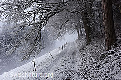 F176842: Weg am Waldrand im Winter