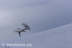 F176843: Speziell geformter Einzelbaum in Winterlandschaft
