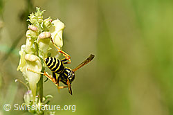 Französische Feldwespe (Polistes dominula) an Gemeines Leinkraut (Linaria vulgaris) (F177189) Französische Feldwespe (Polistes dominula) an Gemeines Leinkraut (Linaria vulgaris) (F177189)