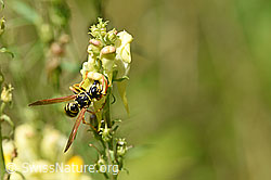 Französische Feldwespe (Polistes dominula) an Gemeines Leinkraut (Linaria vulgaris) (F177191) Französische Feldwespe (Polistes dominula) an Gemeines Leinkraut (Linaria vulgaris) (F177191)