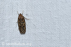 Samenmotte (Hofmannophila pseudospretella) (25.08.2020, F177253)