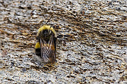 Dunkle Erdhummel (Bombus terrestris) (F177877)