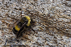 Dunkle Erdhummel (Bombus terrestris) (F177879)