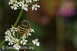 Waldwespe (Dolichovespula sylvestris) (F177916)
