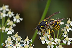 Waldwespe (Dolichovespula sylvestris) (F177917)