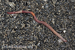 F178025: Regenwurm