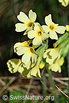 Photo: Wald-Schlüsselblume (Primula elatior), Blüten
