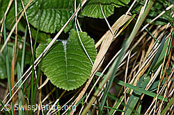 Photo: Wald-Schlüsselblume (Primula elatior), Blatt