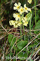 Photo: Wald-Schlüsselblume (Primula elatior)