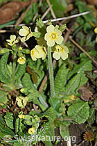 Photo: Wald-Schlüsselblume (Primula elatior)