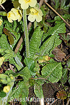 Photo: Wald-Schlüsselblume (Primula elatior), Stängel und Blätter
