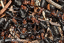 Photo: Rote Waldameisen (Formica rufa)