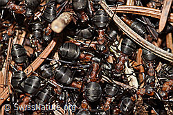 Photo: Rote Waldameisen (Formica rufa)