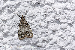 Eudonia truncicolella (Zünsler) (F178143) Eudonia truncicolella (Zünsler) (F178143)