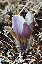 Frühlings-Anemonen (Pulsatilla vernalis) (F181573)