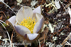Frühlings-Anemonen (Pulsatilla vernalis) (F181576)