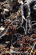 Alpenazalee (Loiseleuria procumbens) (F181587) Alpenazalee (Loiseleuria procumbens) (F181587)