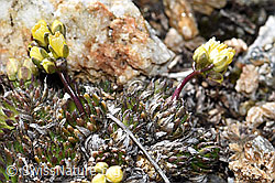 Hoppes Felsenblümchen (Draba hoppeana) (28.05.2021, F181599)