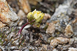 Hoppes Felsenblümchen (Draba hoppeana) (28.05.2021, F181603)