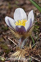 Frühlings-Anemonen (Pulsatilla vernalis) (F181648)