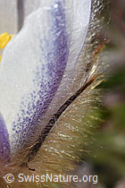 Frühlings-Anemonen (Pulsatilla vernalis) (F181650)