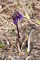 Grosses Alpenglöckchen (Soldanella alpina) (F181665)