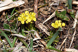Hoppes Felsenblümchen (Draba hoppeana) (28.05.2021, F181669)
