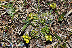 Hoppes Felsenblümchen (Draba hoppeana) (F181672) Hoppes Felsenblümchen (Draba hoppeana) (F181672)
