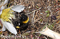 Frühlings-Anemonen (Pulsatilla vernalis)