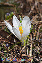 Frühlings-Krokus (Crocus albiflorus) (28.05.2021, F181677)