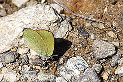 Photo: Callophrys rubi