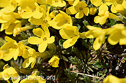 F181762: Goldprimel (Androsace vitaliana)