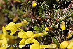 F181765: Goldprimel (Androsace vitaliana)