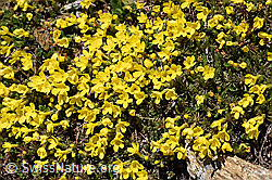 F181767: Goldprimel (Androsace vitaliana)