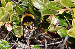 Tonerdhummel (Bombus argillaceus) auf Immergrüner Bärentraube (Arctostaphylos uva-ursi) (30.05.2021, F182016)