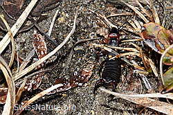 Zweipunkt-Ohrwurm (Anechura bipunctata) (F182052) Zweipunkt-Ohrwurm (Anechura bipunctata) (F182052)