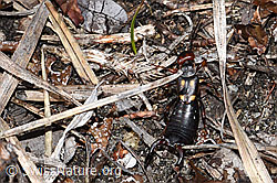 Zweipunkt-Ohrwurm (Anechura bipunctata) (F182053) Zweipunkt-Ohrwurm (Anechura bipunctata) (F182053)